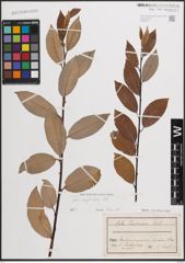Foto von Salix daphnoides Vill.
